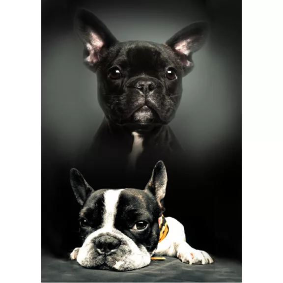 Kutyás Bulldog polár takaró 100x140cm Kutyás Bulldog polár takaró 100x140cm