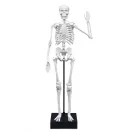 Összeépíthető emberi csontváz 45 cm-es BUKI