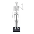 Összeépíthető emberi csontváz 85 cm-es BUKI