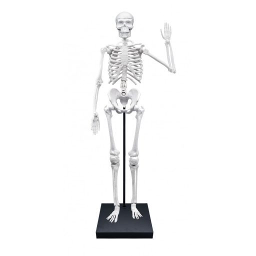 Összeépíthető emberi csontváz 85 cm-es BUKI