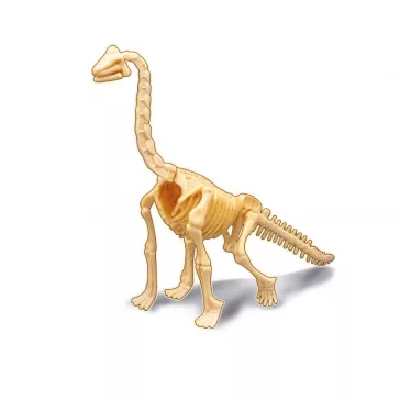 Dínó csontváz felfedező készlet Brachiosaurus BUKI