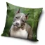 Kutyás Pit Bull Terrier párnahuzat 40x40 cm