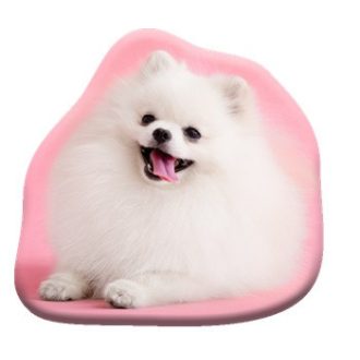 Kutyás Pomeranian formapárna, díszpárna 39x37 cm  Velúr