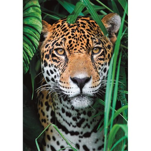 Állatos Jaguar 500 db-os puzzle Clementoni