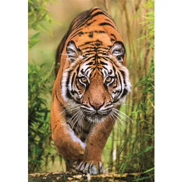   Tigris Hunter's Path 1000 db-os Compact puzzle Clementoni