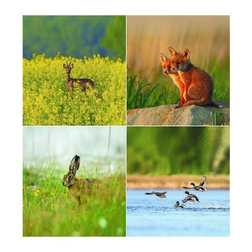 Naptár, fali, CSG "Vadász a Kárpát-medencében"