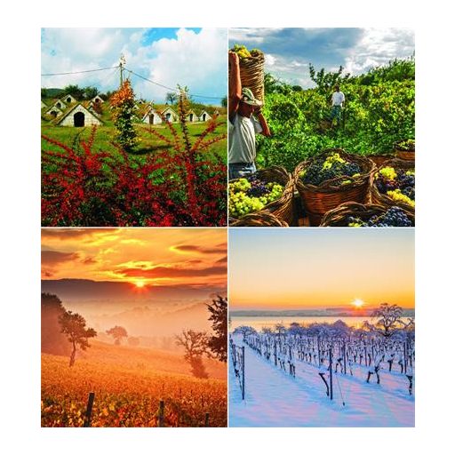 Naptár, fali, CSG "Borvidék"