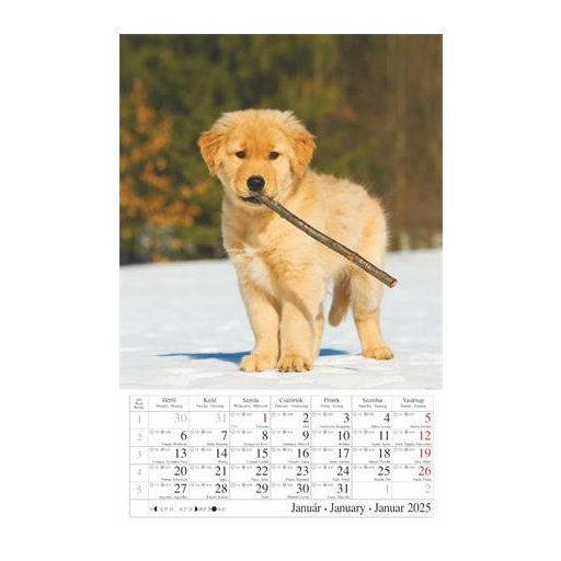 Naptár, fali, CSG "Kutyák"