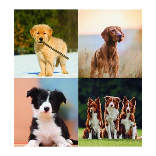 Naptár, fali, CSG "Kutyák"