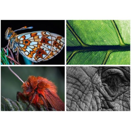 Naptár, fali, DAYLINER, "Macro Lens"