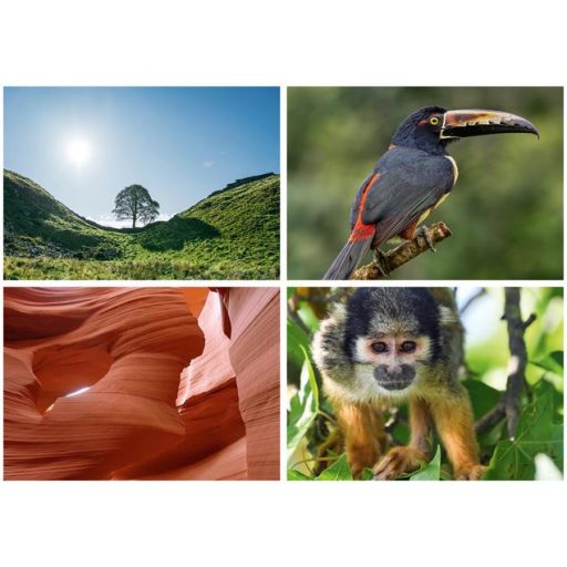 Naptár, fali, DAYLINER, "Természet varázsa"