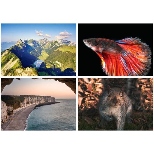 Naptár, fali, DAYLINER, "Természet varázsa"