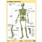 Tanulói munkalap, A4, STIEFEL "Az emberi csontváz"