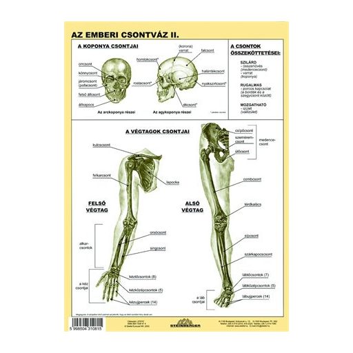 Tanulói munkalap, A4, STIEFEL "Az emberi csontváz"