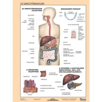   Tanulói munkalap, A4,  STIEFEL "Az emésztőrendszer"