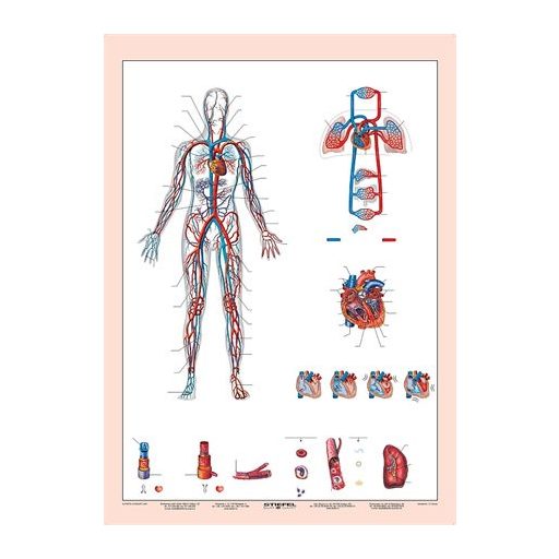 Tanulói munkalap, A4,  STIEFEL "Vérkeringés"