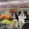 Képeslap Alex Clark borítékkal, 14x14 cm, Border Collie HB
