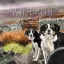 Képeslap Alex Clark borítékkal, 14x14 cm, Border Collie HB
