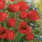 Tulipán Bunch szalvéta 20 db-os 33x33 cm