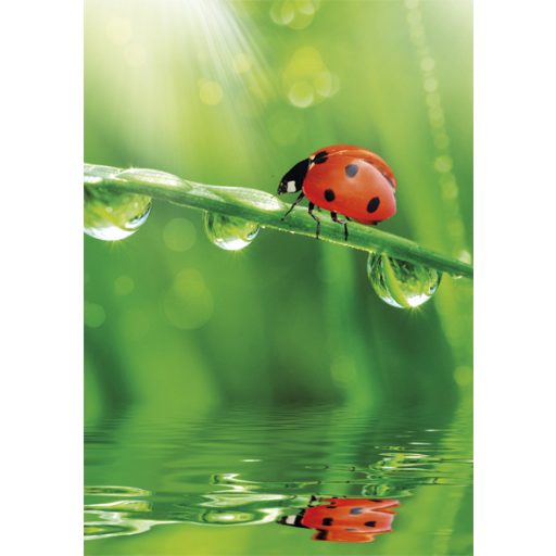 Természet Ladybug A/4 gumis mappa