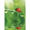 Természet Ladybug A/4 gumis mappa