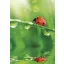 Természet Ladybug A/4 gumis mappa