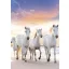 Lovas Gallop A/4 gumis mappa