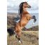 Lovas Wild Spirit A/4 gumis mappa