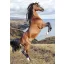 Lovas Wild Spirit A/4 gumis mappa