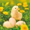 Húsvét Chicken with Eggs szalvéta 20 db-os 33x33 cm