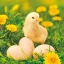 Húsvét Chicken with Eggs szalvéta 20 db-os 33x33 cm